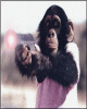 Monkey.gif(63279-25-02-07)1172410285_thumb.gif